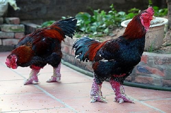 Đây là giống ăn khỏe, cho năng suất thấp nên chi phí nuôi tốn kém. Chúng khá nhạy cảm nên chăm sóc không cẩn thận sẽ khiến gà dễ mắc bệnh.