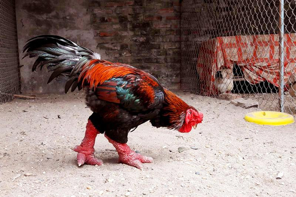 Không những thế, những con gà Đông Tảo có giá trị cao còn được người nuôi giữ lại để tham gia vào các cuộc thi sắc đẹp. Sống càng lâu, các đặc điểm của gà sẽ càng phát triển hơn, vì thế một con gà Đông Tảo hạng A có thể sống từ 6-7 năm.