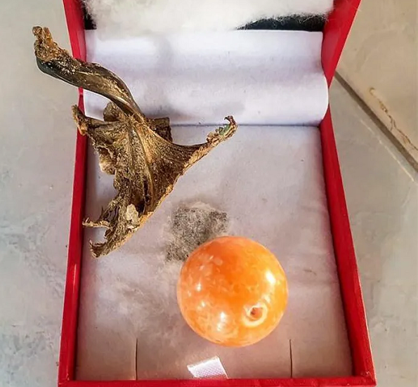 Sau đó, điều bất ngờ thực sự đã xảy đến. Hatchai vô tình tìm thấy một chiếc phao bị dạt vào bờ, trên đó có một số vỏ ốc, vỏ sò. Anh mang về làm sạch thì một viên ngọc trai lớn, có kích thước tương đương đồng xu và có màu cam sặc sỡ.