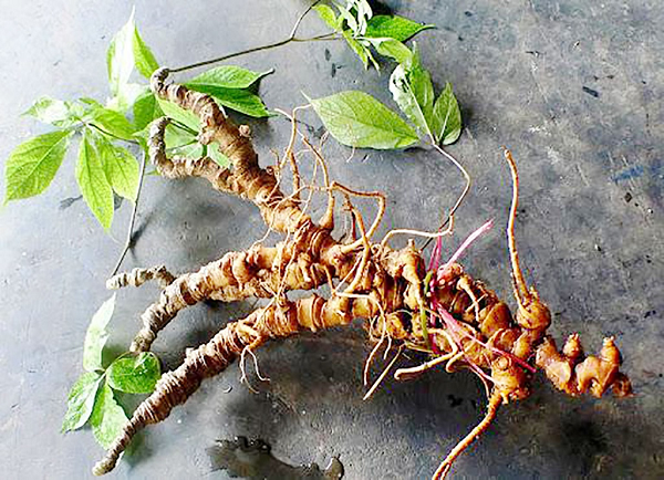 Những kết quả nghiên cứu, phân loại thành phần hóa học mới nhất được công bố còn kéo dài danh sách saponin của sâm Ngọc Linh hơn nữa, lên tổng cộng 52 loại. Như vậy, sâm Ngọc Linh là một trong những loại sâm có hàm lượng saponin nhiều nhất.