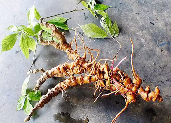 Những kết quả nghiên cứu, phân loại thành phần hóa học mới nhất được công bố còn kéo dài danh sách saponin của sâm Ngọc Linh hơn nữa, lên tổng cộng 52 loại. Như vậy, sâm Ngọc Linh là một trong những loại sâm có hàm lượng saponin nhiều nhất.