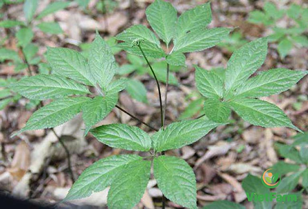 Chủ của một vườn sâm Ngọc Linh cho biết, sau 6 năm trồng và chăm sóc, mỗi vụ thu hoạch vào tháng 8 hàng năm cho khoảng 15 lon (hộp sữa bò) hạt giống, trị giá 1,5 tỷ đồng. Sau đó tiếp tục ươm khoảng 10 lon hạt lấy giống, còn 5 lon đem bán, thu về 500 triệu đồng.