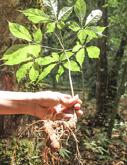 Sâm Ngọc Linh có thân rễ thường nhiều đốt, cong ngoằn ngoèo. Mặt ngoài thường có màu nâu hay màu vàng xám, có những vết nhăn dọc, mảnh. Trên thân nổi rõ những vết vân ngang chia phần thân rễ thành nhiều đốt, đặc biệt xuất hiện nhiều sẹo.