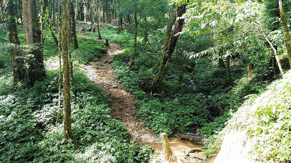 Huyện Nam Trà My, tỉnh Quảng Nam hiện có 1.500 ha sâm Ngọc Linh và hơn 1.500 hộ dân thuộc 7 xã đang đăng ký trồng thêm 2.500 ha; trong đó có hàng chục doanh nghiệp trồng hàng trăm ha loài sâm quý hiếm này.