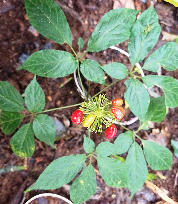 Với bệnh nhân bị ung thư, sâm Ngọc Linh được coi là “thần dược”, giúp người bệnh tăng cường hệ miễn dịch, giảm đau, giảm các tác dụng không mong muốn của liệu pháp xạ trị, hoá trị như: ăn ngủ kém, rụng tóc, da khô, thiếu máu... nâng cao thể trạng, kéo dài sự sống.