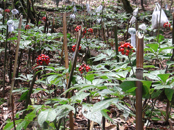 Saponin là một chất giúp thanh lọc mạch máu và các cơ quan trong cơ thể. Saponin được biết đến là một phần hóa học của các loại thảo mộc rất có lợi cho sức khỏe của con người.