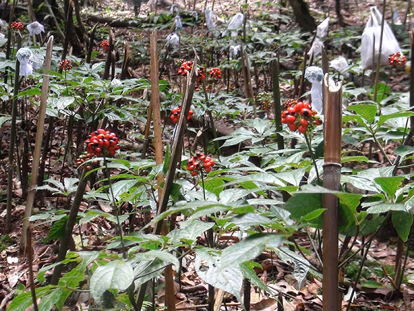 Saponin là một chất giúp thanh lọc mạch máu và các cơ quan trong cơ thể. Saponin được biết đến là một phần hóa học của các loại thảo mộc rất có lợi cho sức khỏe của con người.