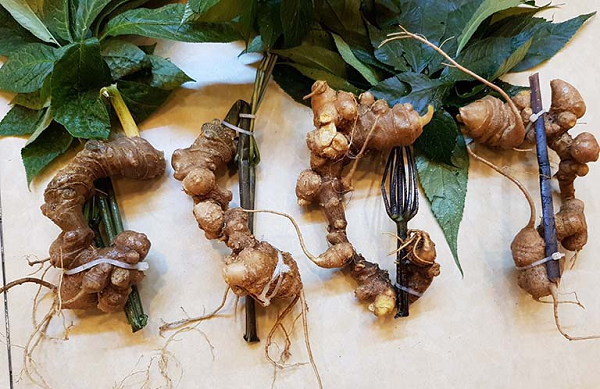 Ngoài thành phần chính là saponin, trong sâm Ngọc Linh còn có 14 axít béo, 16 axít amin (trong đó có 8 axít amin không thay thế được) và 18 nguyên tố đa lượng, vi lượng.