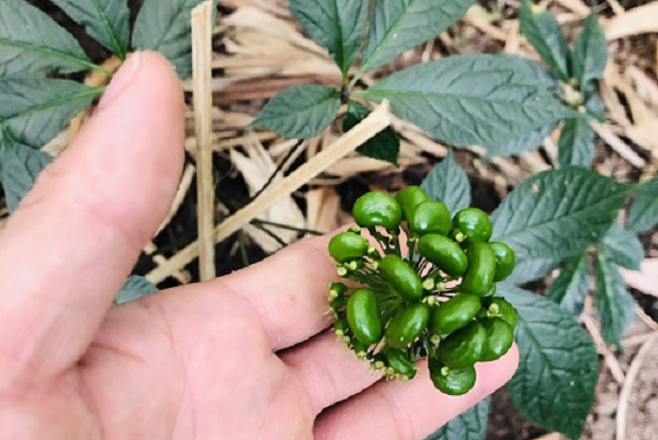 Những kết quả nghiên cứu dược lý thực nghiệm cho thấy sâm Ngọc Linh có tác dụng chống stress trầm cảm, kích thích hệ miễn dịch, chống oxy hóa, lão hóa, bảo vệ tế bào gan.