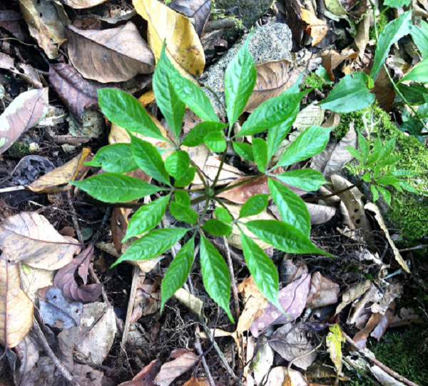 Loại sâm Ngọc Linh rừng tự nhiên thường cứng, chắc, giòn có mùi thơm nhẹ, vị hơi đắng, hậu vị ngọt. Ngoài phần thân và củ, lá sâm ngọc linh cũng được sử dụng tương tự một dược liệu chữa bệnh.