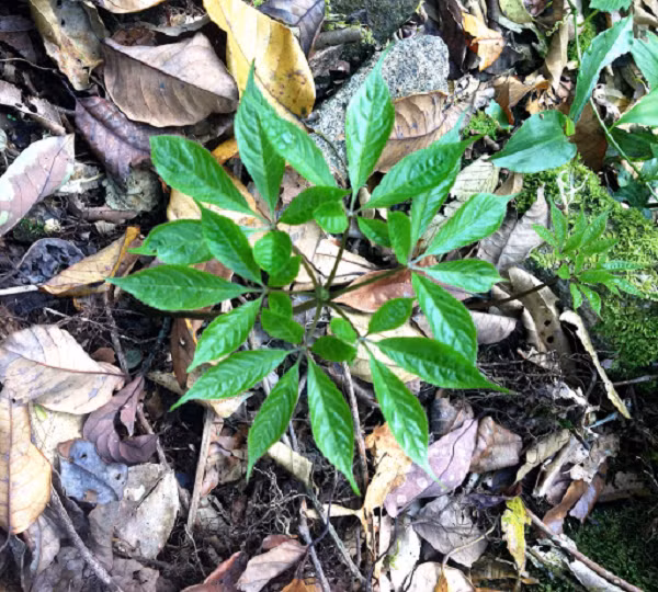 Loại sâm Ngọc Linh rừng tự nhiên thường cứng, chắc, giòn có mùi thơm nhẹ, vị hơi đắng, hậu vị ngọt. Ngoài phần thân và củ, lá sâm ngọc linh cũng được sử dụng tương tự một dược liệu chữa bệnh.