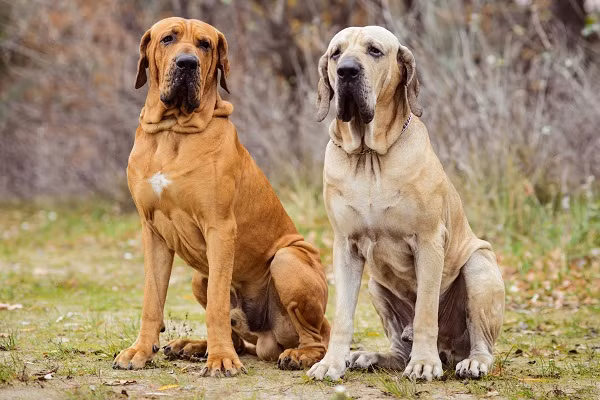 7. Chó Fila Brasileiro bị cấm nuôi ở nhiều nơi vì chúng quá hung dữ đối với người và chó lạ. Chúng không thân thiện với việc huấn luyện và không phản ứng lại với các mệnh lệnh. Chó Fila Brasileiro có khả năng chiến đấu với báo đốm nên có thể dễ dàng giết người.
