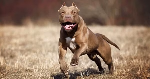 4. Chó American PitBull Terrier thông minh hơn đáng kể so với các giống chó pitbull khác. Chúng có một thể chất tốt và nhiệt tình nhưng nếu không được xã hội hóa đúng cách, chúng trở thành loài chó rất nguy hiểm và đáng sợ.