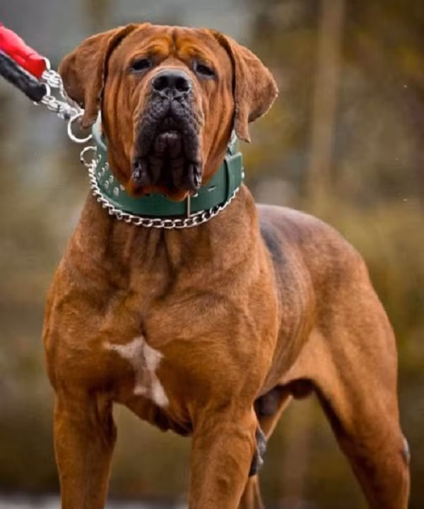 2.Chó Tosa inu là giống chó duy nhất được sử dụng trong các trận chọi chó của Nhật Bản. Những con chó này thường rất im lặng và sở hữu thân hình to lớn, dày và khỏe như võ sĩ sumo. Chúng bị cấm nuôi vì nếu được huấn luyện một cách không bài bản, chúng cực kỳ hung hăng với người lạ và không tuân theo mệnh lệnh.