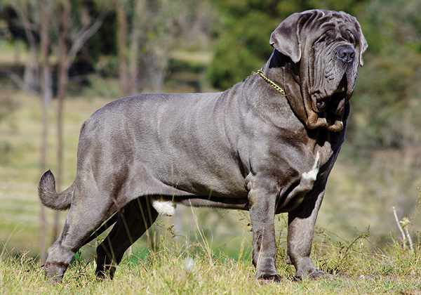 6. Chó Neapolitan Mastiff là một giống chó của Ý và có tính cách khá điềm tĩnh, nhưng một con chó trưởng thành hoàn toàn có thể gây nguy hiểm cho trẻ nhỏ vì thân hình to lớn của chúng.
