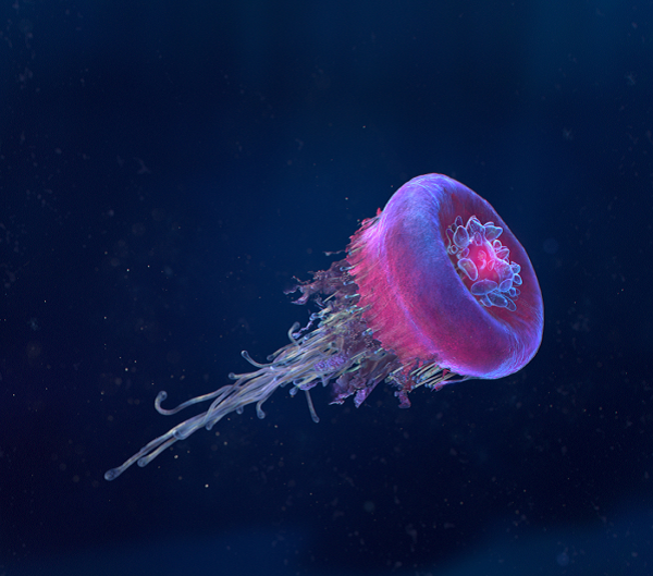 Tên gọi của loài sứa này dựa vào chính hình dáng mà chúng sở hữu, đó là có hình gần giống với chiếc vương miện.