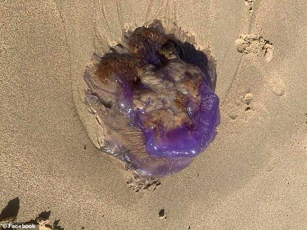 Người phụ nữ này vô cùng bất ngờ vì chưa từng nhìn thấy sinh vật kỳ lạ như vậy. Nó có màu tím rất sáng, trông khá giống những sinh vật ngoài hành tinh trong những bộ phim viễn tưởng.