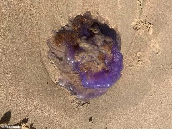 Người phụ nữ này vô cùng bất ngờ vì chưa từng nhìn thấy sinh vật kỳ lạ như vậy. Nó có màu tím rất sáng, trông khá giống những sinh vật ngoài hành tinh trong những bộ phim viễn tưởng.