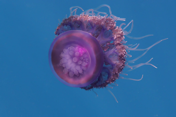 Bên dưới của loài sứa vương miện tỏa ra 8 "cánh tay" dài và khoảng 30 sợi tơ mảnh có ngòi đốt.