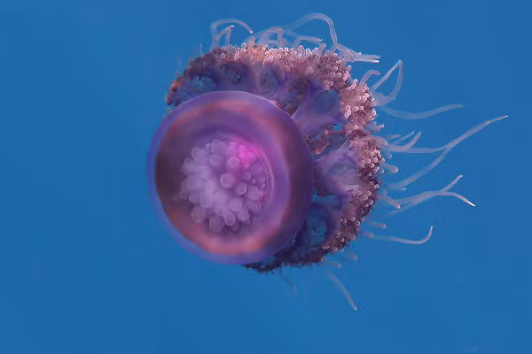 Bên dưới của loài sứa vương miện tỏa ra 8 "cánh tay" dài và khoảng 30 sợi tơ mảnh có ngòi đốt.