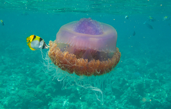 Đại diện Tổ chức nghiên cứu khoa học và công nghiệp (CSIRO) nói: "Động vật sống ở vùng nước mở thường không được quan sát, trừ khi chúng bị cuốn trôi trên bãi biển vì gió mạnh hoặc dòng hải lưu".