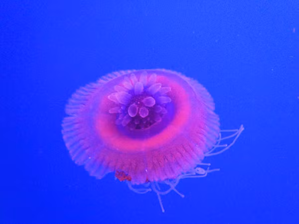 Sứa vương miện bắt được con mồi siêu nhỏ với các ngón đốt phía sau tỏa ra khi bơi. Tuy nhiên, chúng không nguy hiểm với con người.