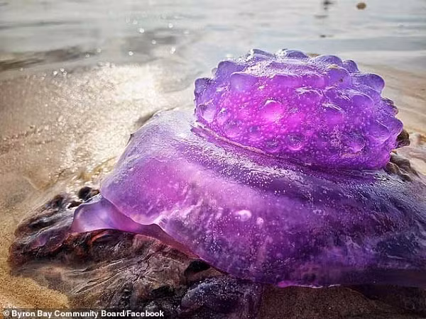 Theo chuyên gia hải dương học Mike Van Kuelen tại Đại học Murdoch, sinh vật bí ẩn có thể là sứa vương miện. Sinh vật này sống ở vùng nước ấm trải dài đến khu vực phía nam Úc.