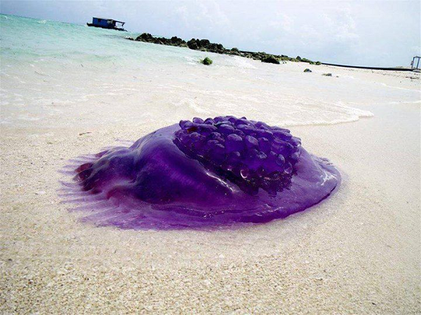 Sứa vương miện có màu xanh tím, có khối lượng lớn, với đường kính khoảng 50 – 60 cm.