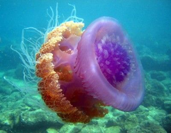 Sứa vương miện ăn sinh vật phù du, tảo, tôm và trứng động vật không xương sống. Loài sứa này rất hiếm khi trôi dạt vào bờ.