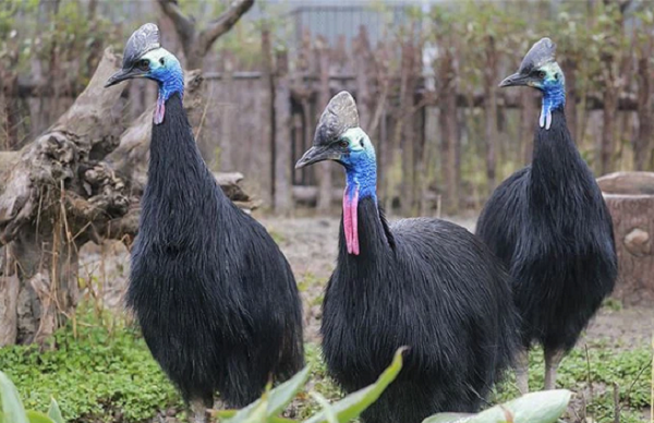 Tuy nhiên khi chỉ có một mình và được tôn trọng, đà điểu Cassowary lại vô cùng e thẹn. Các nghiên cứu cho thấy cách thức ăn uống làm thay đổi hành vi tự nhiên của đà điểu Cassowary, điều này có thể giúp chúng làm quen và hòa nhập với con người nhờ thức ăn.