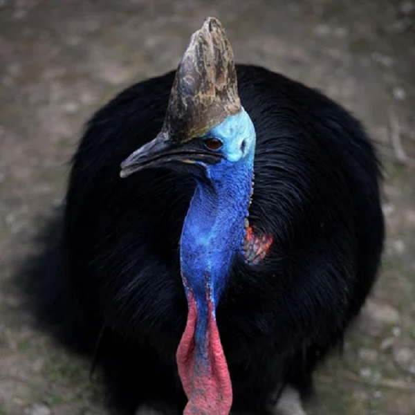 Tuy nhiên, đừng để ngoại hình của chúng đánh lừa, Cassowary được đánh giá là loài chim nguy hiểm nhất trên thế giới với hơn 150 vụ tấn công con người đã được ghi nhận.