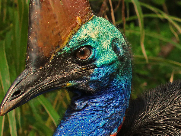 Một trong những đặc biệt nổi bật tạo nên sự nguy hiểm của con vật là bàn chân của nó. Trên ngón út của đà điểu Cassowary có một chiếc móng dài 12cm và sắc như dao.