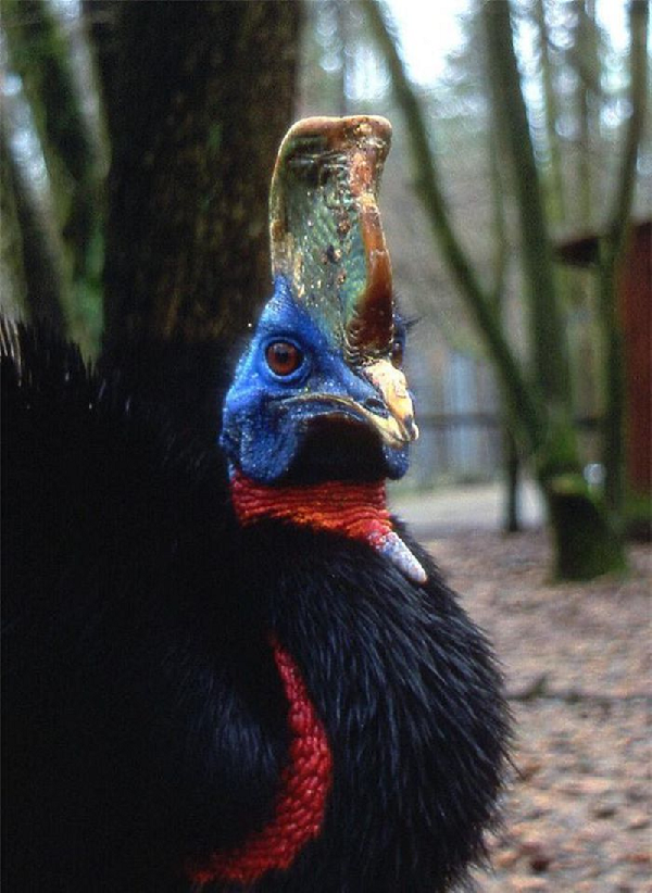 Khi bị quấy rối hoặc bị đe dọa, loài chim này sẽ nhảy lên, sử dụng sức mạnh từ đôi chân và tấn công bằng các ngón chân như một con dao găm. Khi một con đà điểu đầu mào tấn công, nó có thể đá xuyên qua một tấm thép dày vài mm.