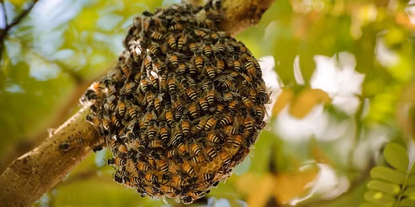 Theo Liên đoàn Nuôi ong Mỹ, chỉ riêng loài ong mật đã tạo ra lợi nhuận ước tính khoảng 20 tỷ USD trong ngành sản xuất cây trồng của nước này. Nếu tính cả các loài thụ phấn thì chúng đóng góp tới 200 tỷ USD trong sản xuất lương thực trên toàn thế giới.