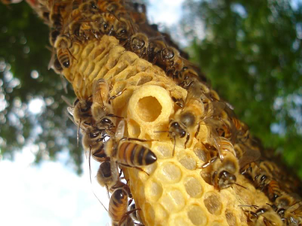 Một số loài ong hiện đang thụ phấn cho cây trồng có thể sẽ không đáp ứng được những gì chúng ta cần trong tương lai. Khi khí hậu, môi trường và cây giống đang ngày một thay đổi nhanh chóng theo chiều hướng tiêu cực. Con người cần một nhóm loài lớn và đa dạng để dự bị, sẵn sàng tham gia ngay khi chúng ta cần để đảm bảo sản xuất lương thực ổn định.