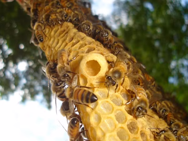 Một số loài ong hiện đang thụ phấn cho cây trồng có thể sẽ không đáp ứng được những gì chúng ta cần trong tương lai. Khi khí hậu, môi trường và cây giống đang ngày một thay đổi nhanh chóng theo chiều hướng tiêu cực. Con người cần một nhóm loài lớn và đa dạng để dự bị, sẵn sàng tham gia ngay khi chúng ta cần để đảm bảo sản xuất lương thực ổn định.