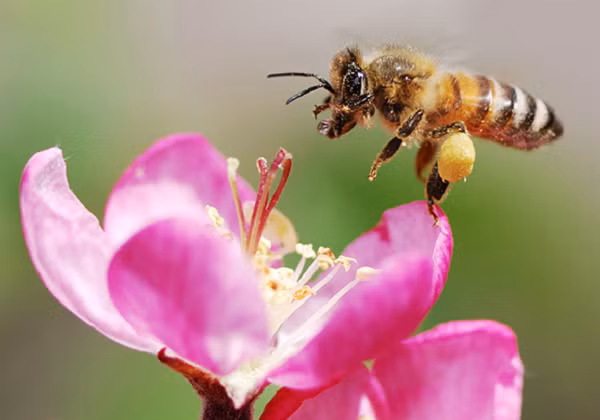 Nếu ong hoàn toàn biến mất trên thế giới, con người cũng đứng trước nguy cơ bị tuyệt chủng. Điều quan trọng cần làm là phải theo dõi sự suy giảm của ong và ngăn chặn sự mất đa dạng sinh học. Đây sẽ là dịp tốt để nâng cao nhận thức của mọi người về vai trò, hỗ trợ, khôi phục các loài thụ phấn.
