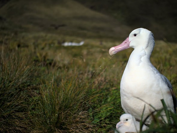 Phát hiện này làm dấy lên lo ngại về sự tuyệt chủng của những loài chim quý hiếm trên đảo Gough, đặc biệt là hải âu Tristan. Hiện chỉ còn 2.000 đôi hải hâu Tristan trên đảo. Chúng kết đôi và sống với nhau cả đời, mỗi năm chỉ đẻ một trứng.