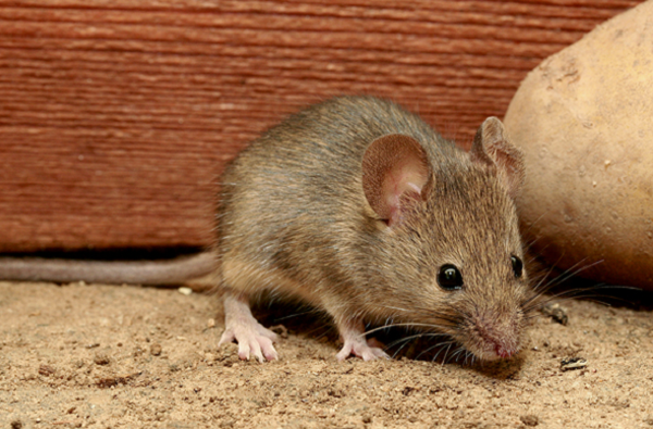 Chim mẹ ra đi khiến bạn đời của nó phải nuôi con một mình. Con non này đứng trước nguy cơ chết đói và bị chuột ăn thịt. Hải âu Tristan con thường bắt đầu tập bay sau khoảng một năm nếu được bố mẹ cùng chăm sóc.