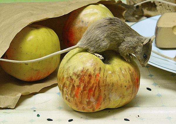 Chuột nhắt nhà (danh pháp hai phần: Mus musculus) là loài gặm nhấm có kích thước nhỏ và là một trong những loài có số lượng lớn nhất của chi Mus.