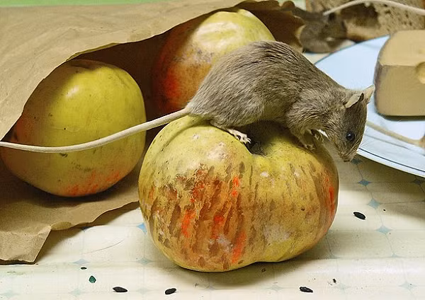 Chuột nhắt nhà (danh pháp hai phần: Mus musculus) là loài gặm nhấm có kích thước nhỏ và là một trong những loài có số lượng lớn nhất của chi Mus.