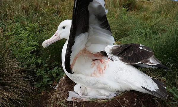 Khoảng 1/3 hải âu Tristan non bị chuột ăn thịt mỗi năm, nhưng đến nay các nhà khoa học mới có bằng chứng khẳng định chim trưởng thành cũng là con mồi của chúng.