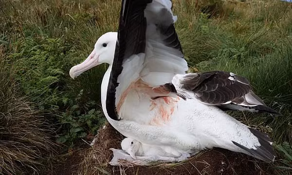 Khoảng 1/3 hải âu Tristan non bị chuột ăn thịt mỗi năm, nhưng đến nay các nhà khoa học mới có bằng chứng khẳng định chim trưởng thành cũng là con mồi của chúng.