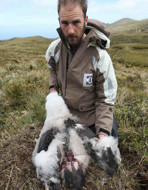 Chuột nhắt nhà xâm lấn thường đi săn theo đàn 9 con, tấn công chim non. Nhờ thức ăn giàu dinh dưỡng, loài chuột ở đây lớn gấp đôi chuột nhắt cỡ thông thường.