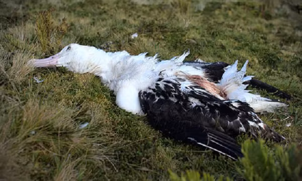 Theo thông tin từ hiệp hội Bảo vệ Chim Hoàng gia Anh (RSPB), hải âu Tristan trưởng thành trên đảo Gough đã bị chuột nhắt nhà (Mus musculus) ngoại cỡ ăn sống.