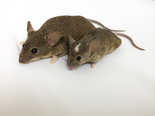 Kể cả những loài chim biển lớn như hải âu Tristan cũng sẽ ngồi một cách thụ động khi bị chuột ăn sống.