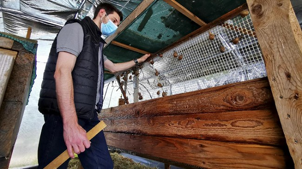 Damien Desrocher chia sẻ: "Tôi chỉ dùng ngón tay để chạm vào những con ốc sên, rất nhẹ và không hề làm đau chúng. Trông rất đơn giản, tất cả quá trình dựa vào sự khéo léo của bạn".