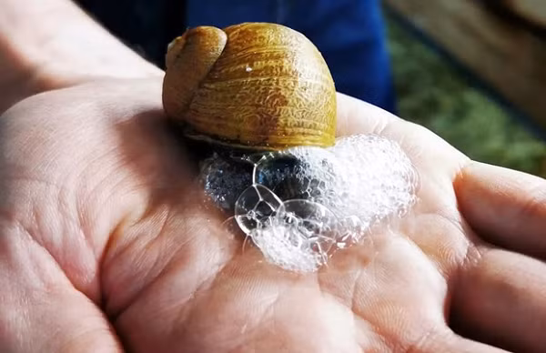 Desrocher bắt đầu sử dụng chất nhầy của ốc sên làm thành xà phòng và bán tại chợ ở thị trấn Wahagnies, miền Bắc nước Pháp từ tháng 12/2020 và nhận được thành công ngoài mong đợi.