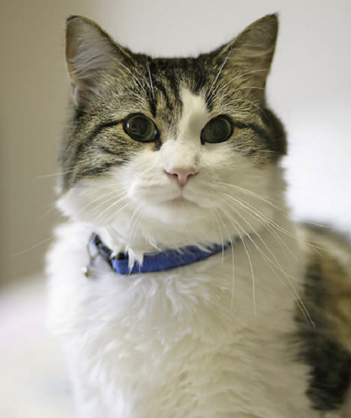 Công việc chính của những chú mèo này là ở bên, vui đùa và mang lại cảm giác ấm áp cuối đời cho các bệnh nhân. Tuy nhiên, Oscar không phải là một con mèo thân thiện, nó thường lảng tránh, đôi khi cáu kỉnh với mọi người khi muốn ở một mình.