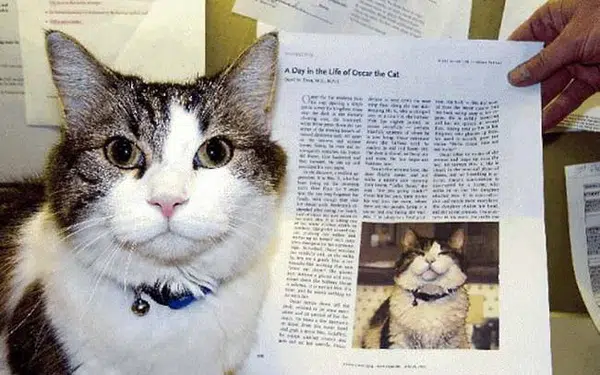 Bác sĩ lão khoa David Dosa đã kể lại cuộc đời kỳ lạ của chú mèo Oscar qua hơn 10 năm sống tại trung tâm điều dưỡng và đăng trên Tạp chí Y học New England khiến nó trở lên nổi tiếng.